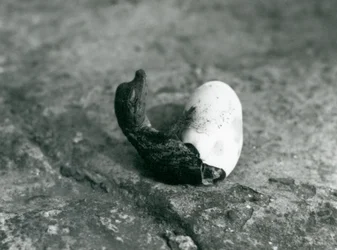 Ein Baby-Alligator schlüpft aus seinem Ei, London Zoo, 1922